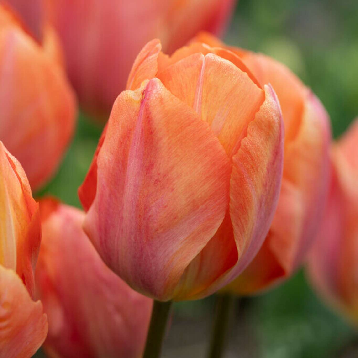 Tulppaani 'Apricot van Eijk'